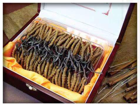 广宁冬虫夏草回收